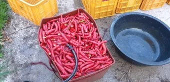 고추 재배 모종 고르기 지주 설치 시비 요령_8