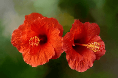 히비스커스의-효능