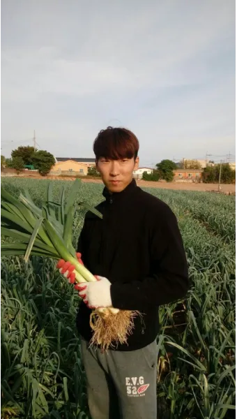 리크 재배 분주 심기 북주기 통풍 관리_33