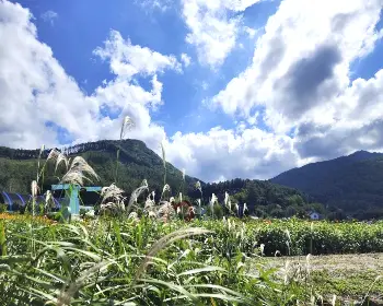 원주 용수골 가을꽃축제_4