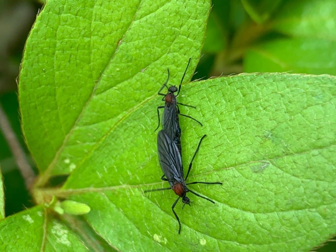 러브버그의 집단번식