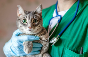 수의사에게 안겨 이쪽을 바라보는 고양이
