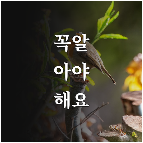 2025 노원구 임산부 임신 초기 기..