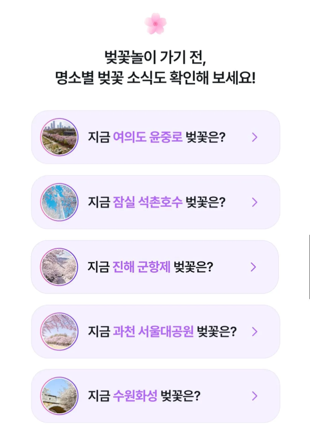 카카오티-벚꽃명소-정리