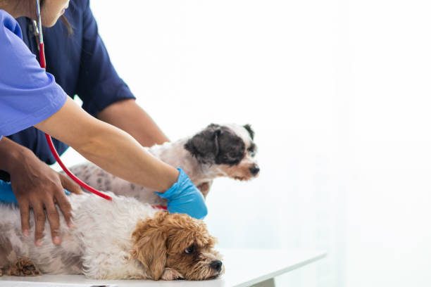 강아지 심장병의 주요 원인