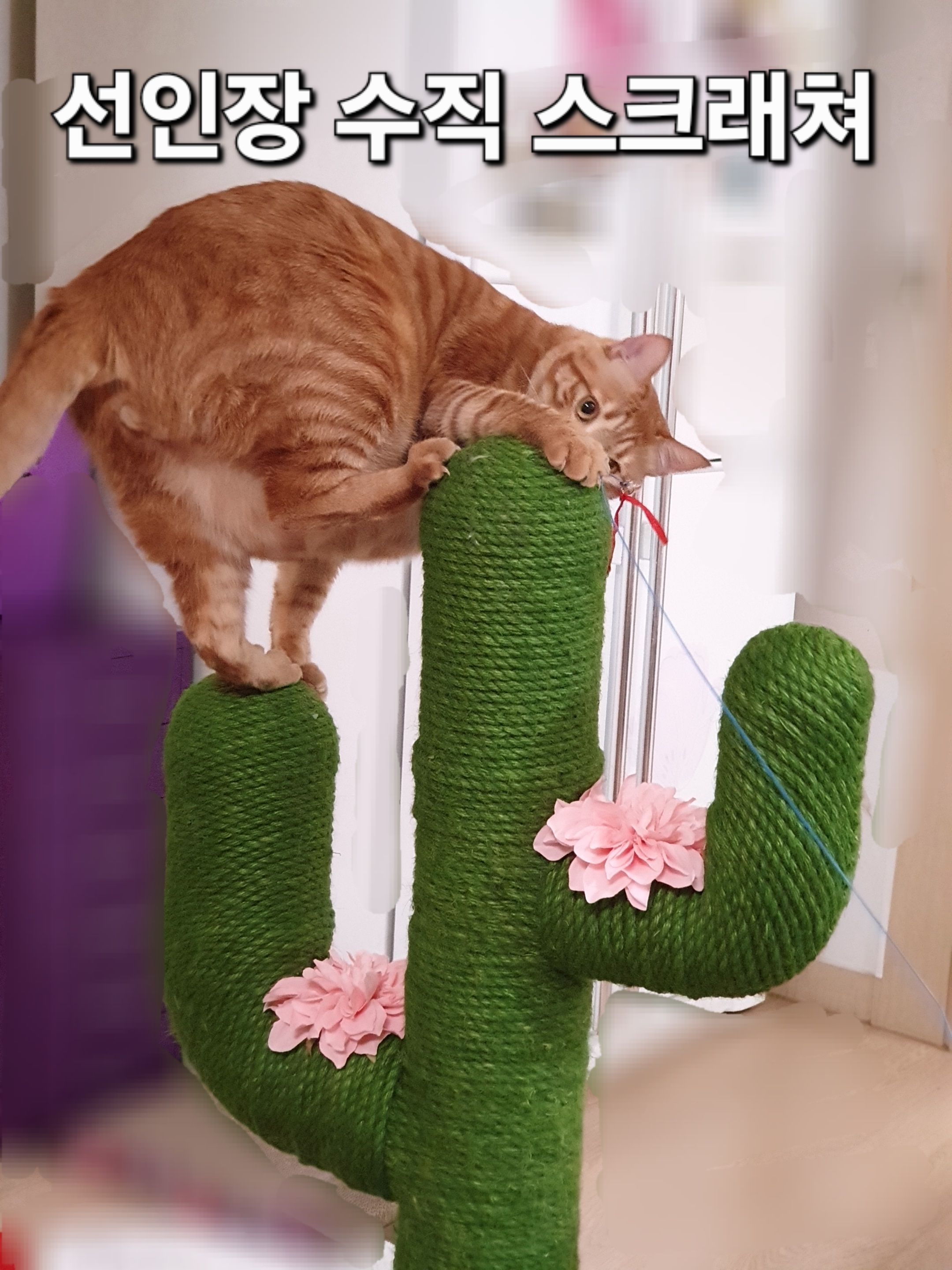 선인장 스크래처