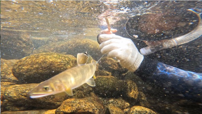 한국인의 밥상 은어 걸갱이낚시 썸네일