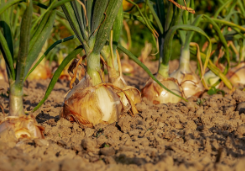 양파 재배 사진