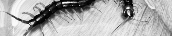 지네 퇴치제 활용