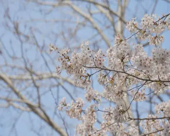 경주벚꽃축제_21