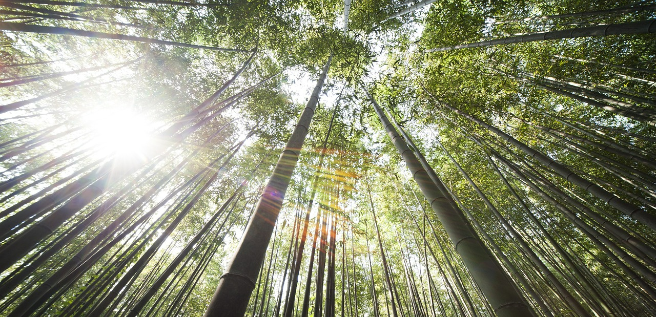 비타민D 관련 햇살 사진