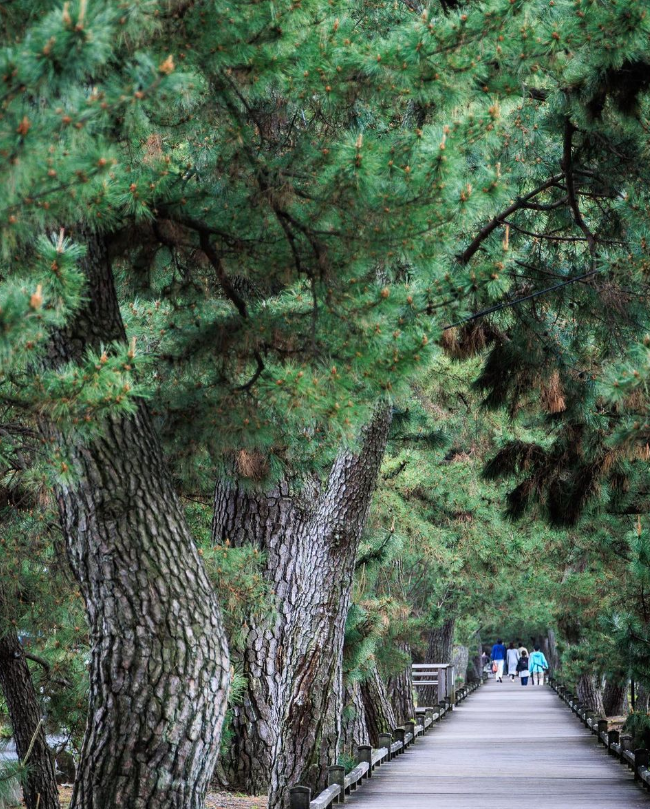 미호노마츠바라