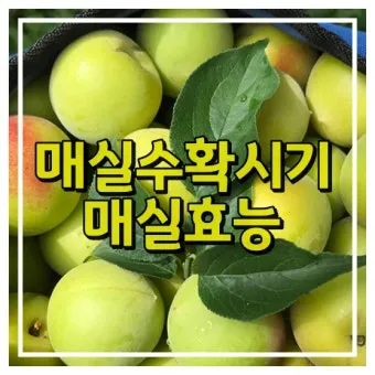 매실 수확 시기 매실장아찌 매실청 매실주 담그는 법_5