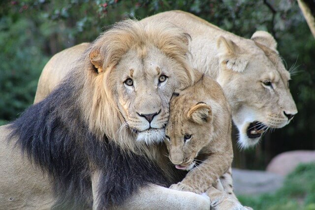 서울대공원 동물원 관람 코스 추천