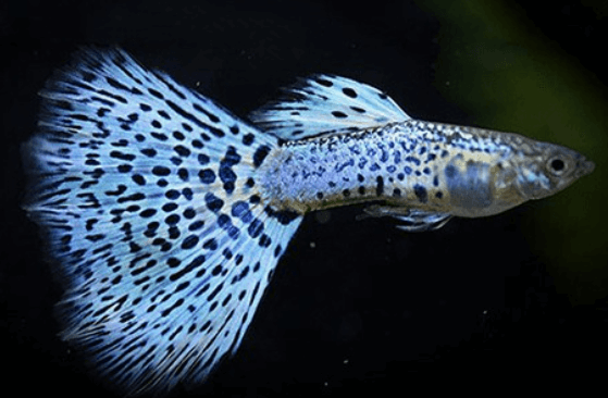 스펀지 여과기&amp;#44; 저면 여과기 차이점