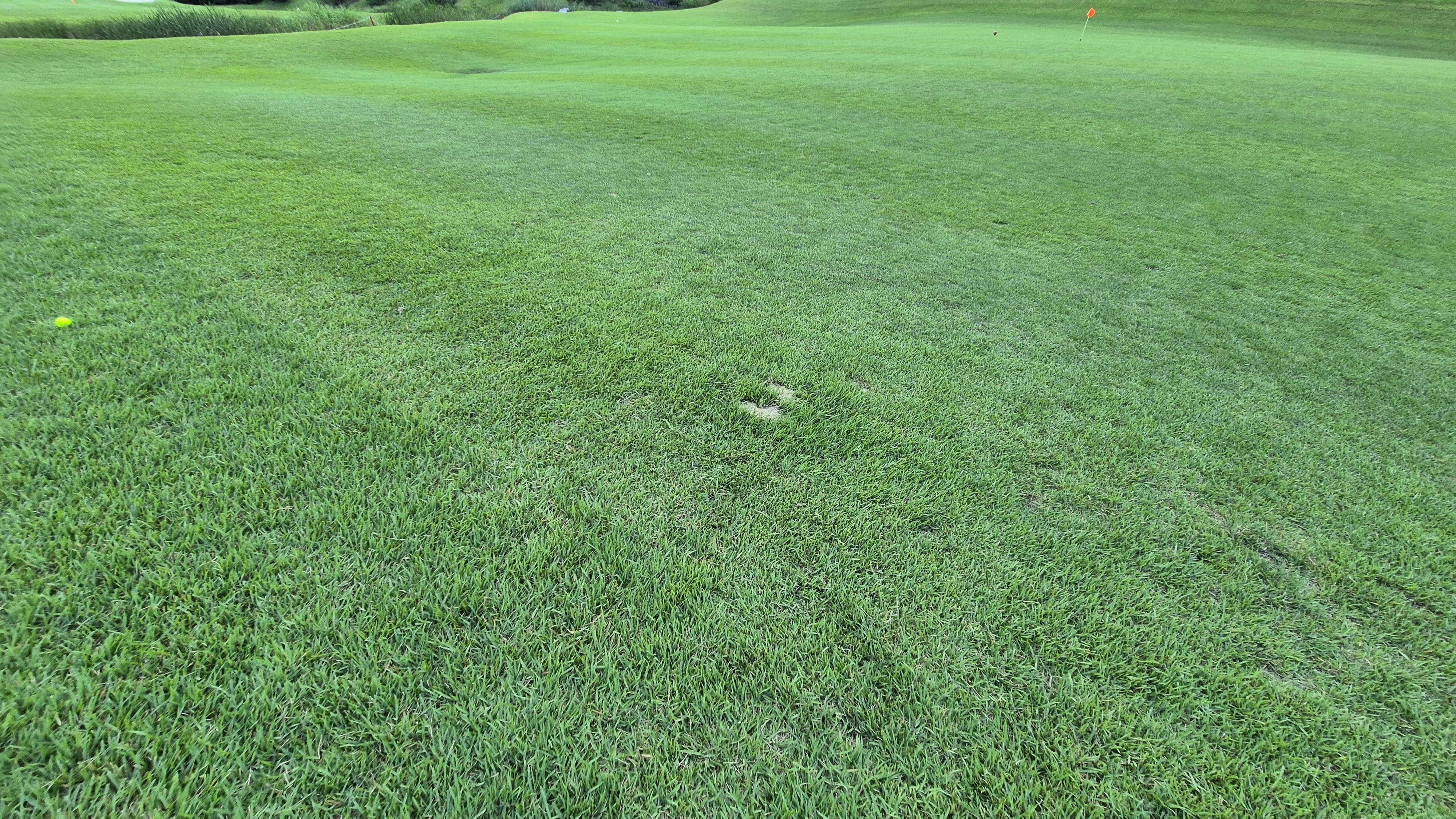 대영힐스cc 청-력 코스 라운드 후기