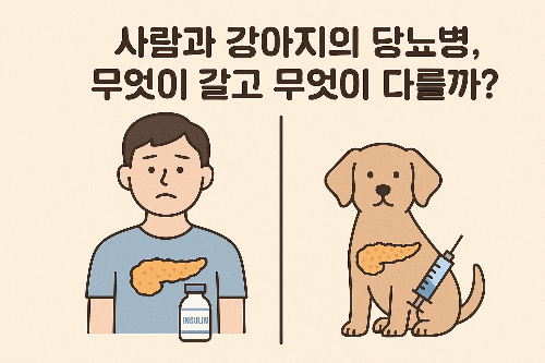 Alt 속성 문제 해결 설명 이미지