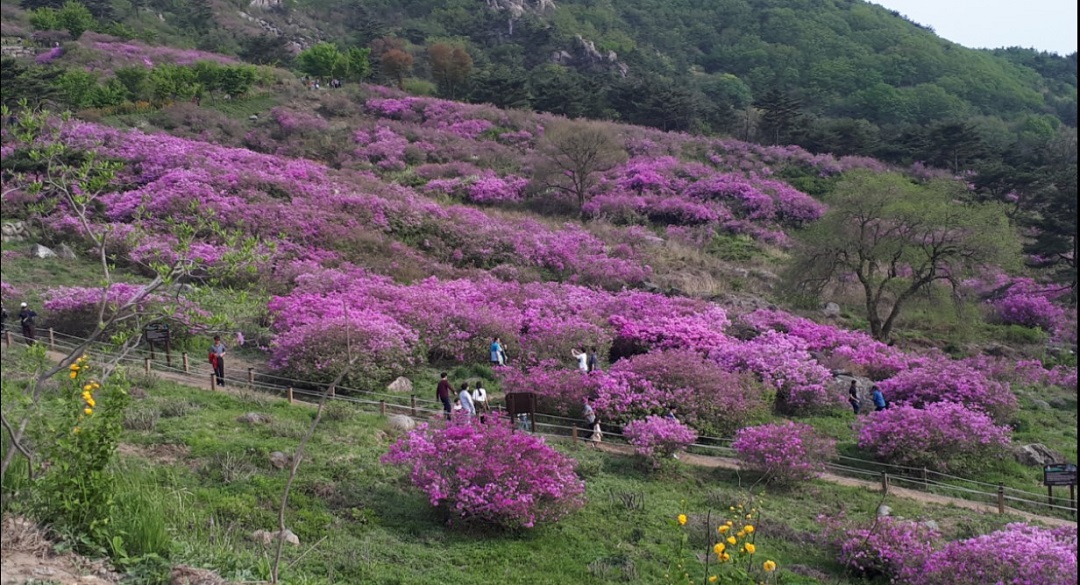 황매산 철쭉