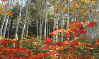 기차여행 단풍특선 추천