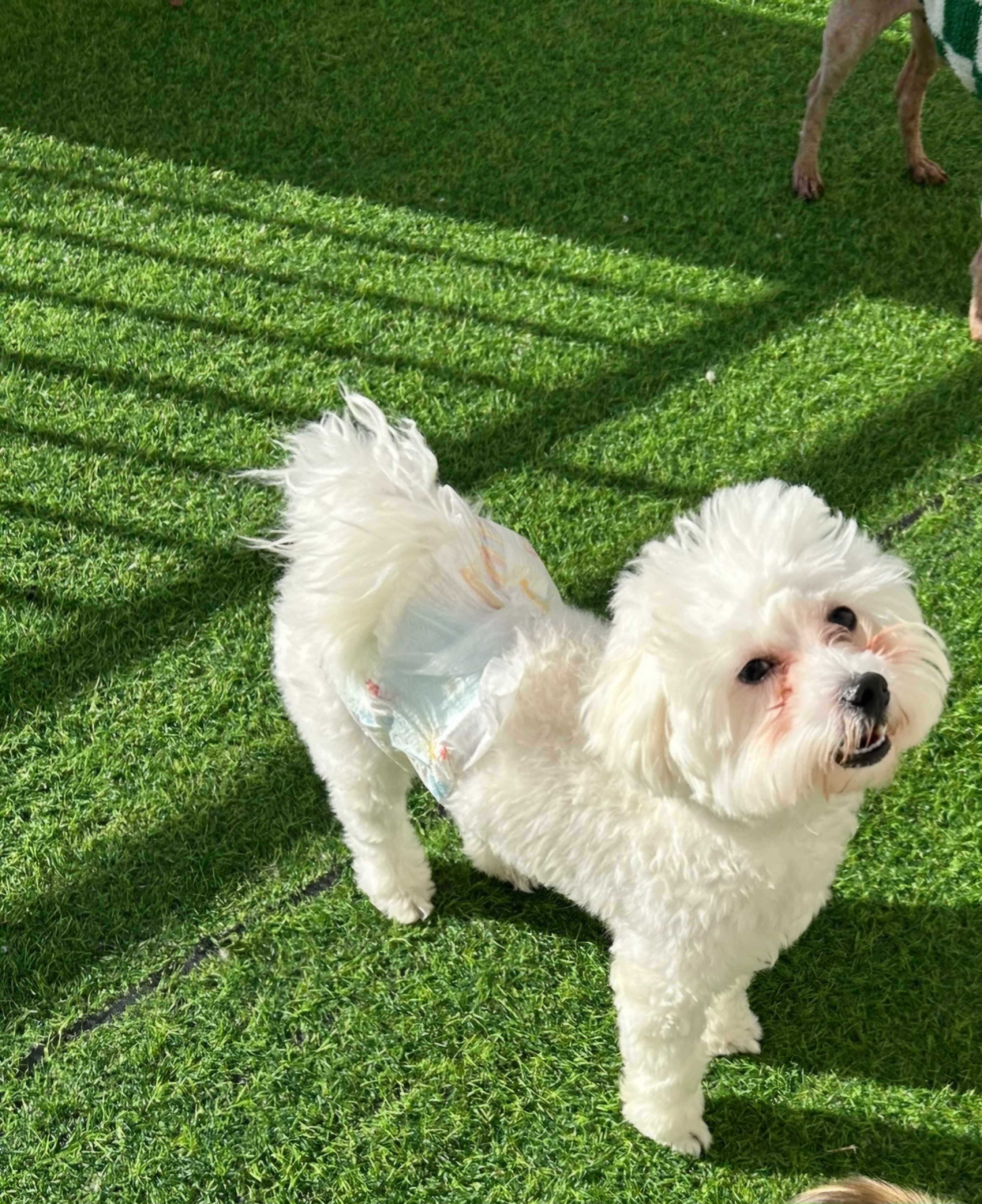 강아지 눈물자국 고민해결