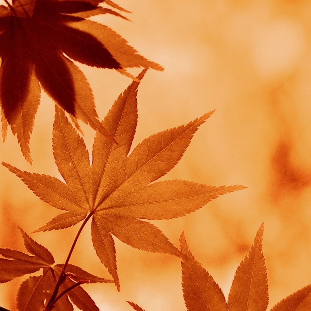 2021 가을 단풍 여행 시기