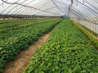 고구마 재배 달력 모종심기 관수 잡초 수확 큐어링_12