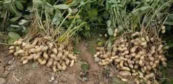 땅콩 재배 개화 후 흙 덮기 배수로 확보 칼슘 보충_9