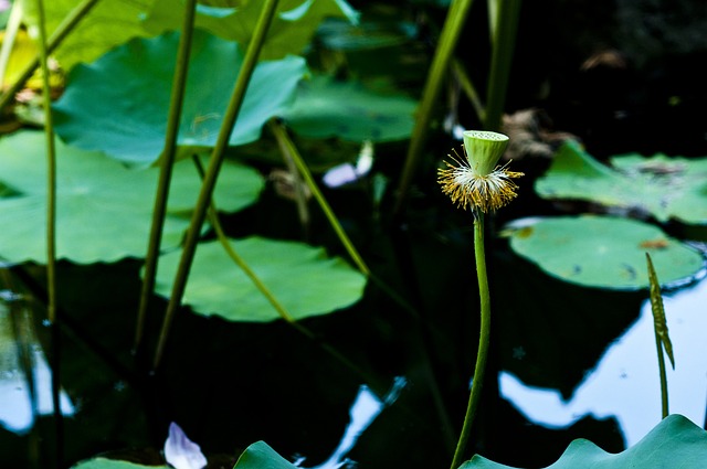 연성 관곡지 연꽃축제
