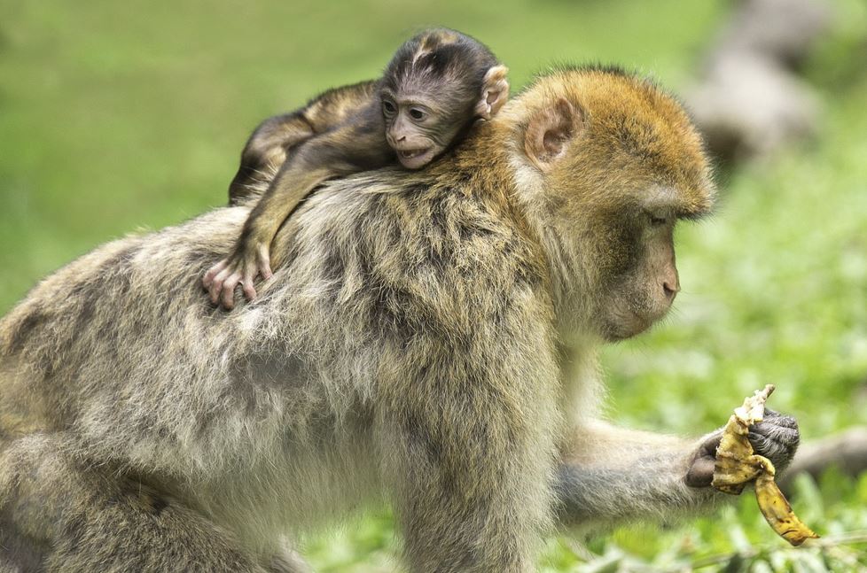 2026년 원숭이띠 운세 총정리|재물운·건강운·직장운 완벽 해석