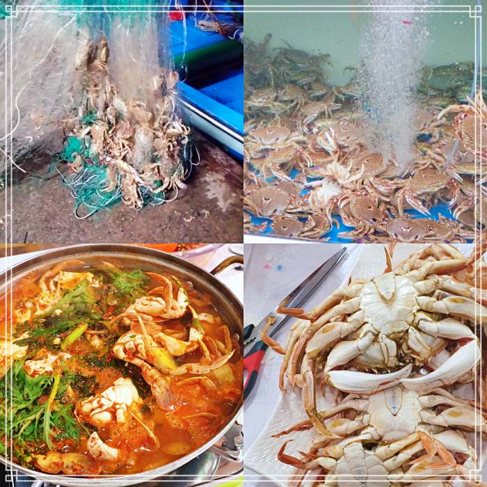 6시 내고향 강릉 강문해변 짬뽕 물회, 회덮밥 맛집