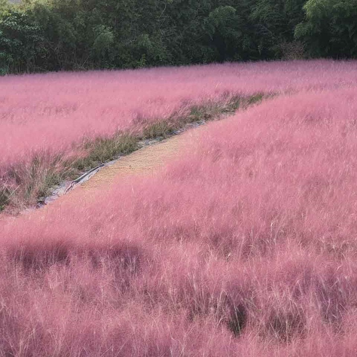 고창 청농원 핑크뮬리