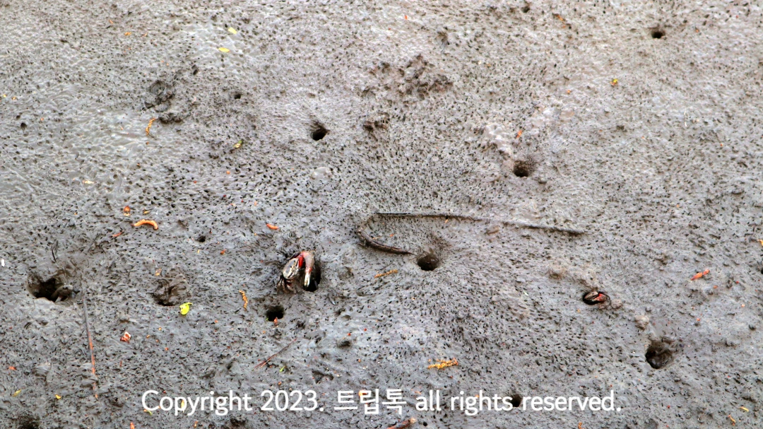 뻘에 구멍이 있고 구멍마다 칠게가 있다. 그리고 뻘과 같은 색의 망둥어도 있다.