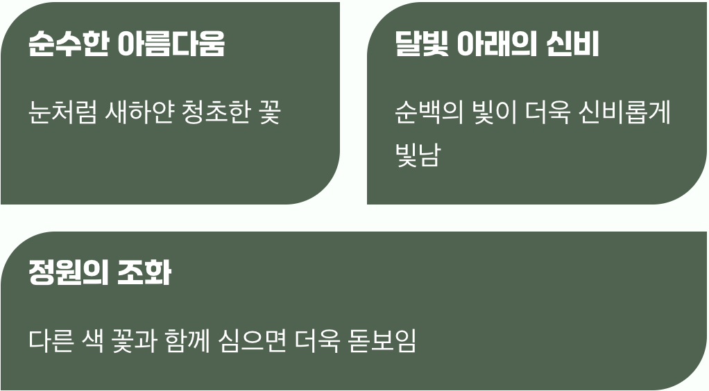 순백의 기다림&amp;#44; 흰상사화