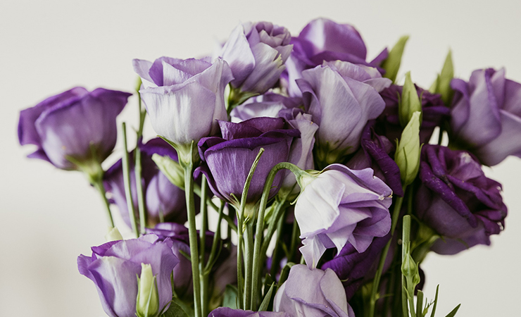 보라장미 보라색장미 꽃말