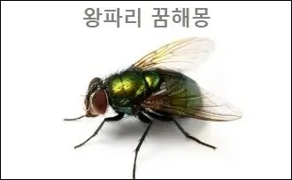 왕파리 꿈해몽