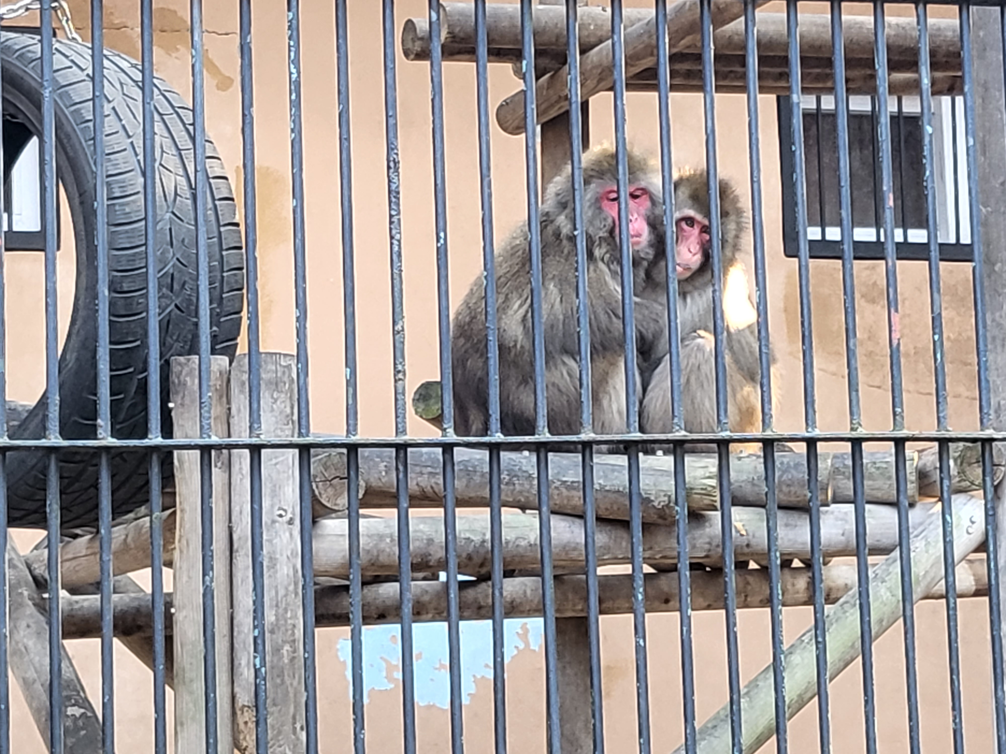 청주 동물원 - 볼 빨간 일본 원숭이