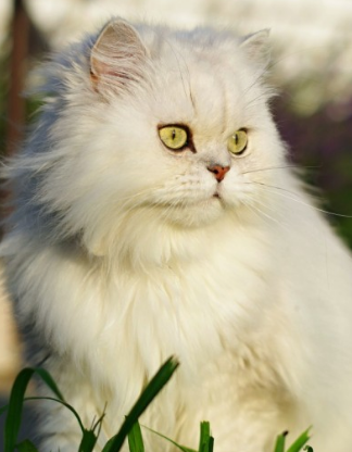 사람들이 제일 좋아하고 키우기 쉬운 고양이 TOP 5