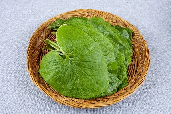 곰취 먹는방법 쌈 무침 장아찌 만드는법 요리 데치는방법_4