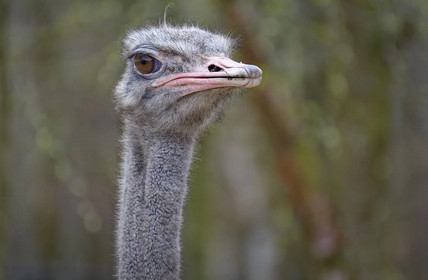 동물원의 진실에 관하여