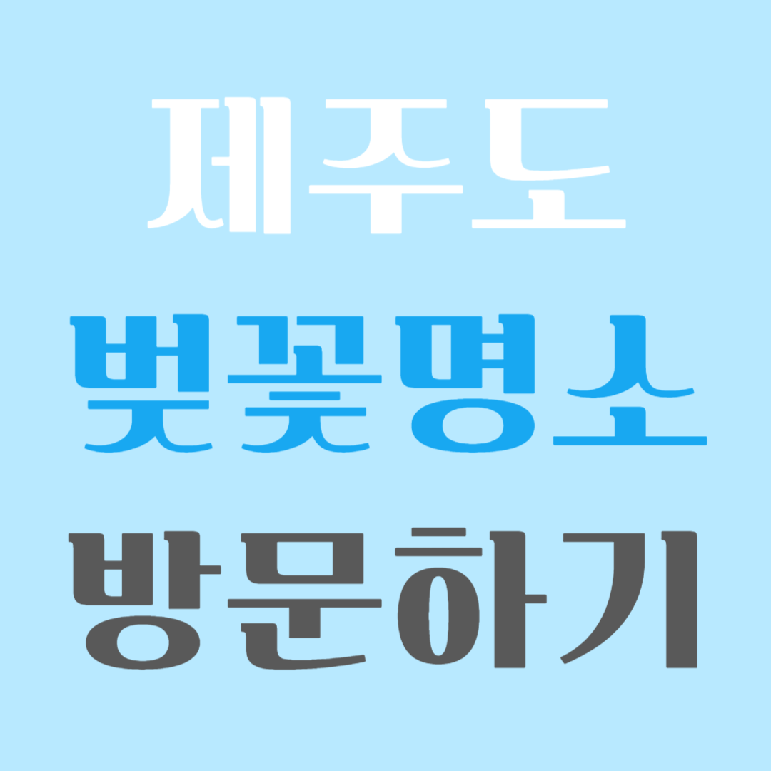 제주도 벚꽃명소