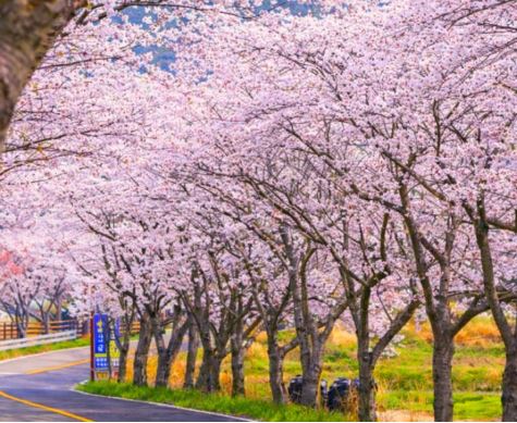 김제 벚꽃 명소