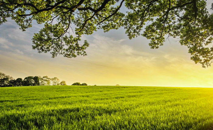 2025 고창 청보리밭 축제 추천 포토존