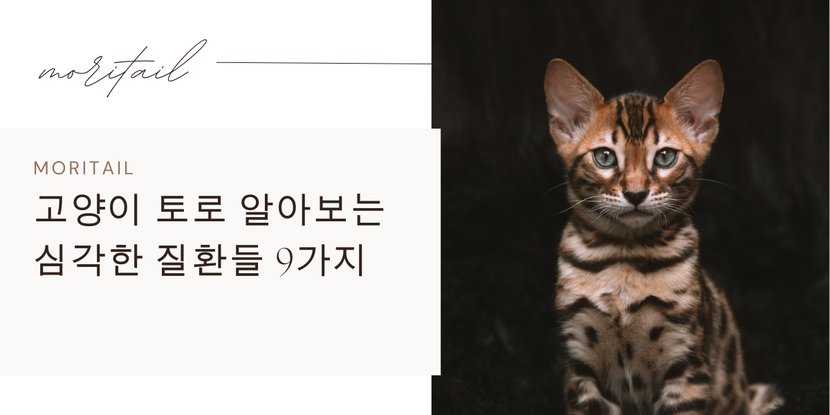 고양이 토로 알아보는 심각한 질환들 9가지