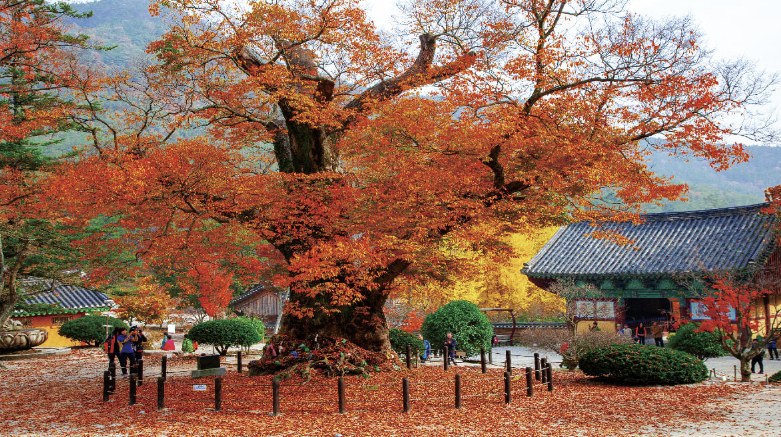 10월 가을여행 단풍 별보기 기차여행 추천