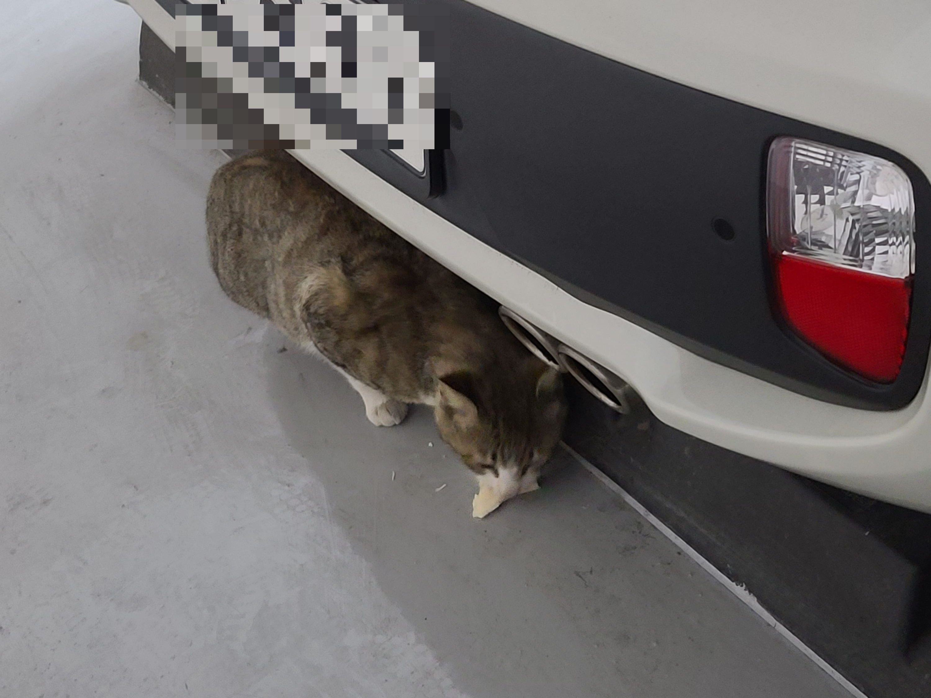 요즘 꾸준히 만나는 길아이. 아프지말고~차조심! 사람조심!