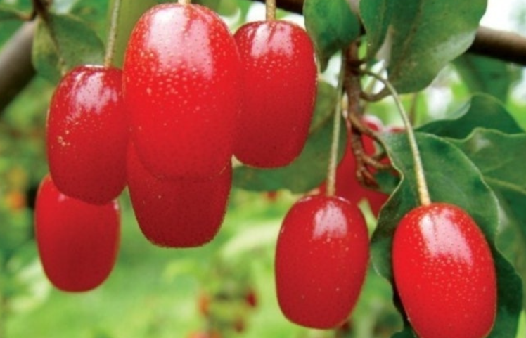 보리수-열매-효능-부작용-하루-섭취량-관련-사진