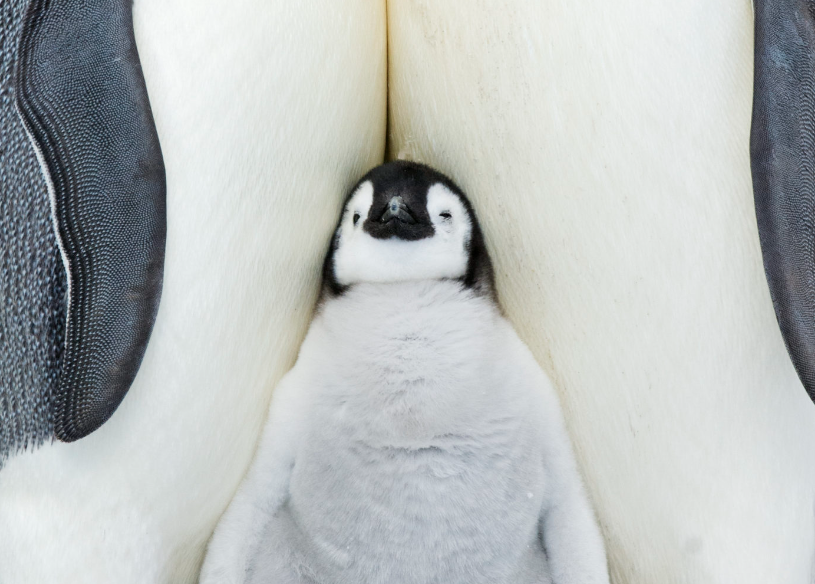 세계펭귄의 날