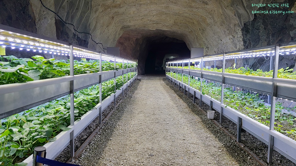 활옥동굴동굴농원