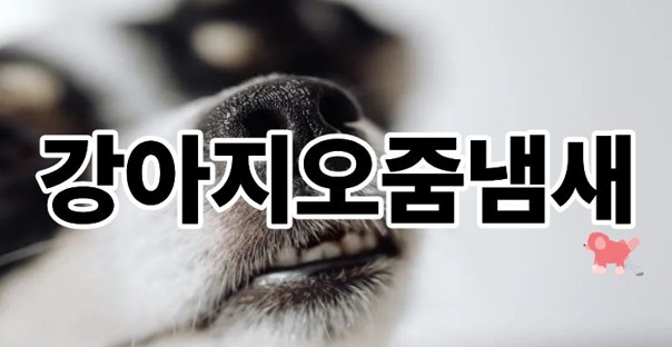 강아지오줌냄새