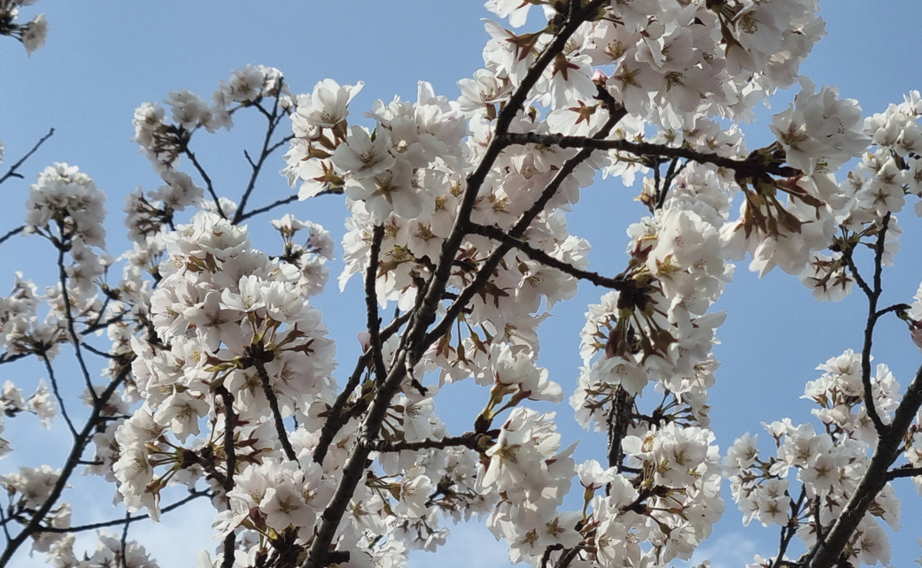 오송호수공원 벚꽃나무 개화 상태
